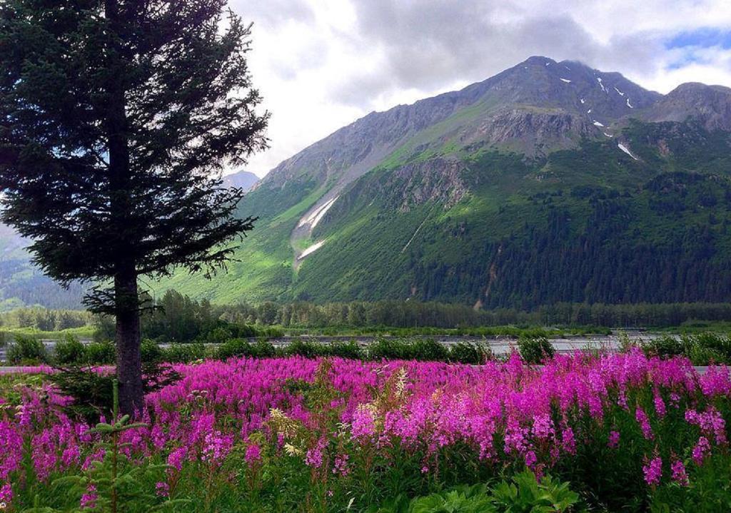 Arctic Paradise B&B Seward Exterior foto